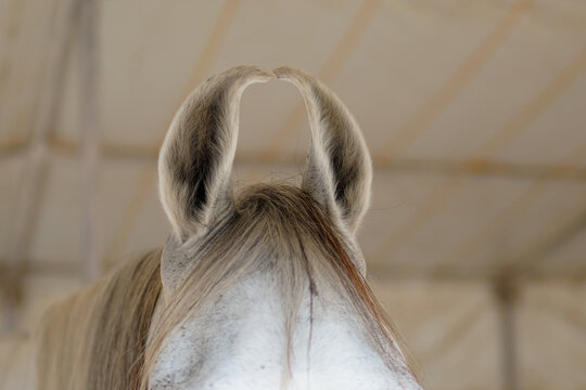 curly Marwari horse ears
