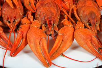 boiled crayfish on a white plate, dark concrete background, close-up