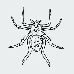 Hand-drawn llustration of a spider