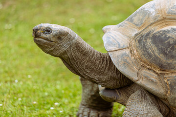 Obraz premium Turtle