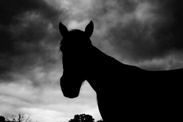 Naklejka premium Horse silhouette with dramatic sky background.
