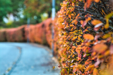 autumn leaves on the tree