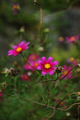 コスモス
