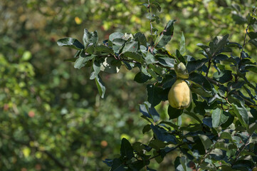 Quince fruit hanging on a tree in the orchard ready for harvesting, copy space, selected focus