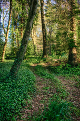 Vibrant Summer Forest in Ireland