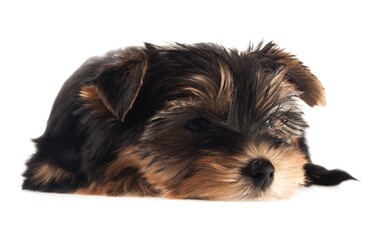 Yorkshire Terrier Puppy Lying Down
