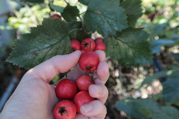 A hand plucks red hawthorn berries from a tree branch.