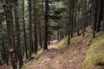 Obraz premium Narrow mountain path full of trees in the pyrenees