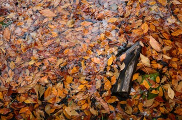 Herbstblätter im Teich