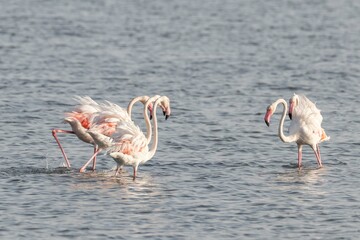 Fenicotteri nelle Saline di Nubia in Sicilia