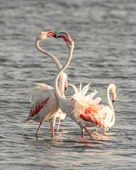 Fenicotteri nelle Saline di Nubia in Sicilia
