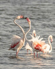 Fenicotteri nelle Saline di Nubia in Sicilia