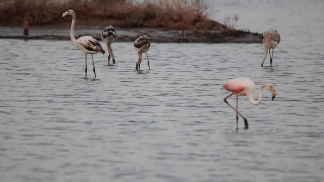Fenicotteri nelle Saline di Nubia in Sicilia