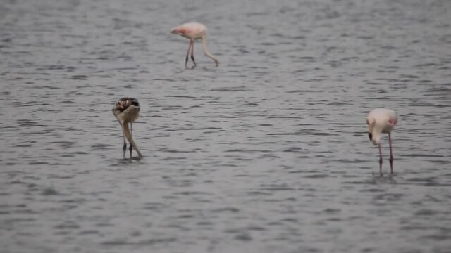 Fenicotteri nelle Saline di Nubia in Sicilia
