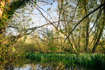 Vibrant Forest With Natural Waterscape