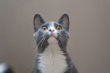 Obraz premium Cat playing around