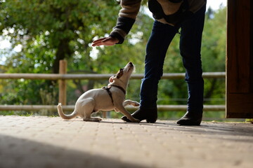 Obraz premium Sitz, Platz, Bleib. Süßer junger Terrier beim Hundetraining