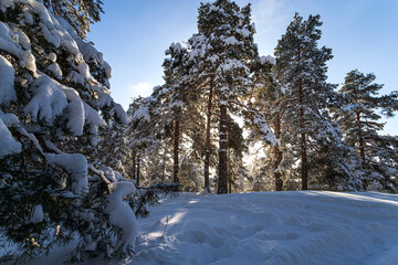 Landscape with winter forest and bright sunbeams. Sunrise, sunset in beautiful snowy forest.