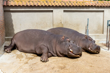 Two huge hippos sleep on the concrete floor of the aviary