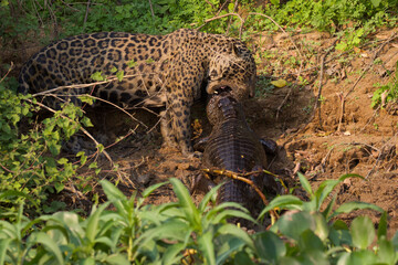 Obraz na płótnie Canvas Jaguar eating a caiman in Pantanal