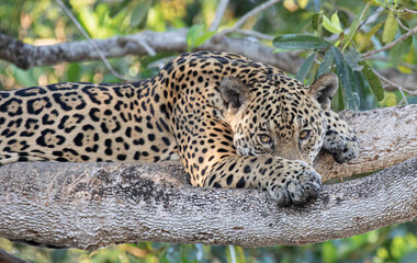 JAguar on the tree in Pantanal