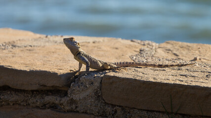 lizard on the rock