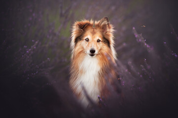 Shetland shepherd portrait on a lavender field, summer time, flowers