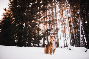 Shetland shepherd in a wood with snow, winter time, warm tones