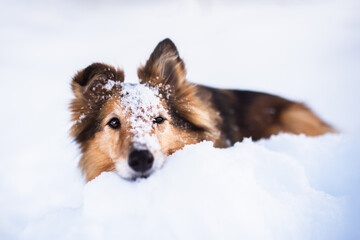Shetland shepherd dog in the snow, winter time, cold time