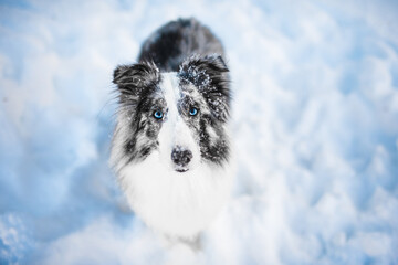 Shetland shepherd dog in the snow, winter time, cold time