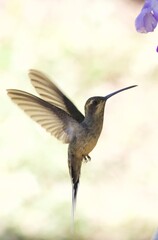hummingbird