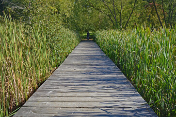 hiking path through the reeds