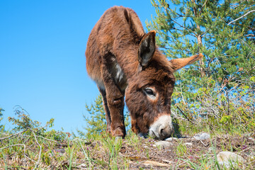 young brown donkey grazing on barren ground, blue sky and conifer. front view.