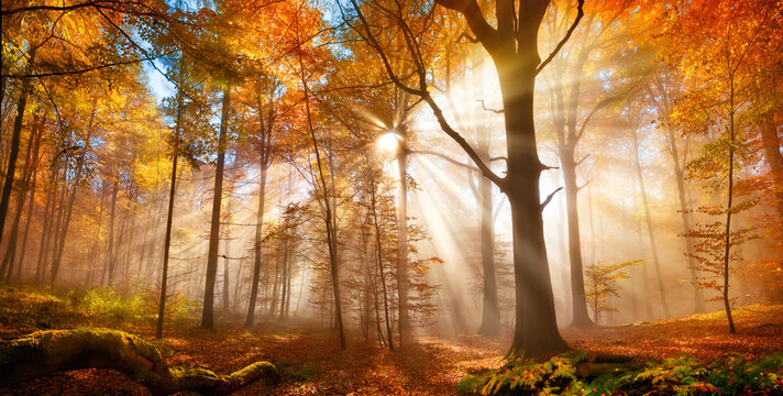 Enchanting sun rays falling through the mist in a golden forest in autumn. The beauty of nature in vibrant warm autumnal colors of deciduous trees