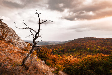 A dead tree on a hillside towering over a valley on an autumn day