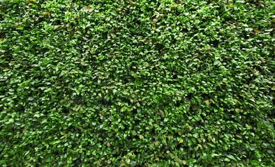 Wall is full of Vegetation green color