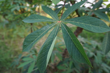 cassava leaves ready to be harvested
