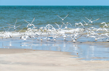 Flying seabirds. The roseate tern (Sterna dougallii) is a tern in the family Laridae. 