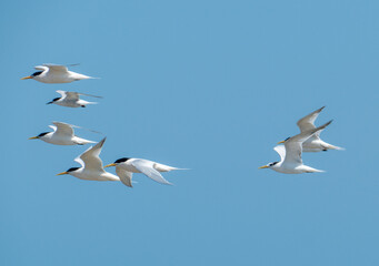 Obraz premium Flying seabirds. The roseate tern (Sterna dougallii) is a tern in the family Laridae. 
