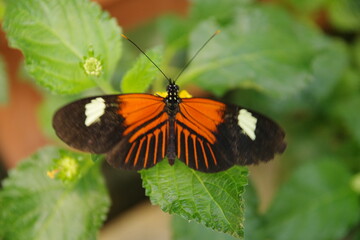 Schmetterling