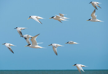 Flying seabirds. The roseate tern (Sterna dougallii) is a tern in the family Laridae. 