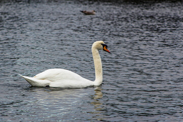 Swan into the lake