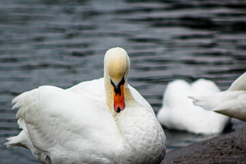 Obraz premium Swan into the lake