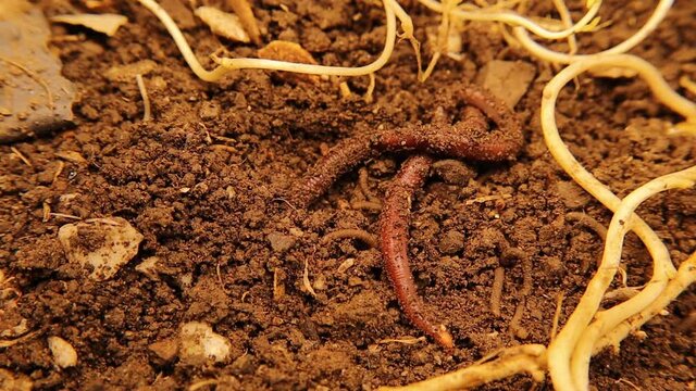 Life teems in fertile soils where 1cm of it contains dozens of creatures, perhaps hundreds of earthworms, moth larvae, and more.
Underground insects among the roots.
Wildlife, garden.
Bugs, insect