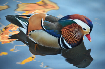Mandarin duck in Central Park