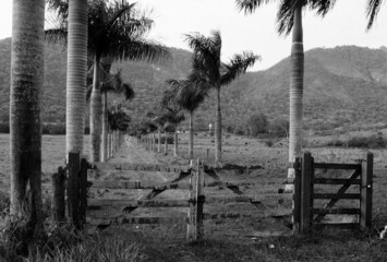 Porteira de madeira com caminho de coqueiros ao fundo