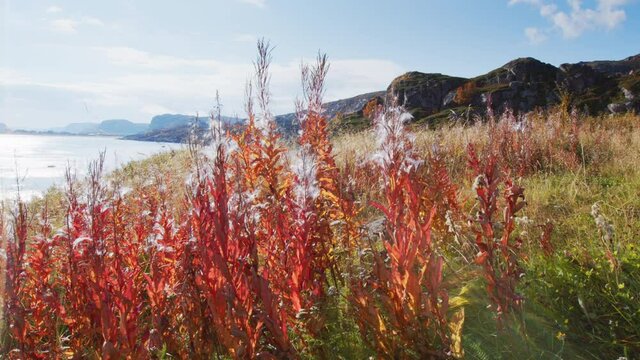 Tundra in Russia. Autumn landscape of the Arctic tundra near Teriberka village, Russia