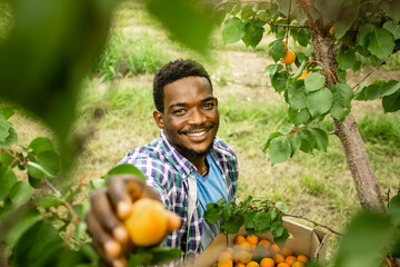 Farmer showing harvest of fresh sweet apricots