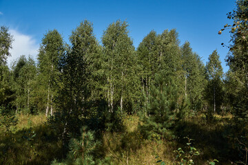 Scenery from a trip to the forest for mushrooms. September 2021.