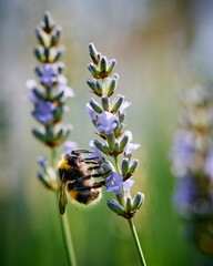 Bee collecting pollen on Lavender flower macro close up